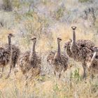 Straußenkinder Namibia