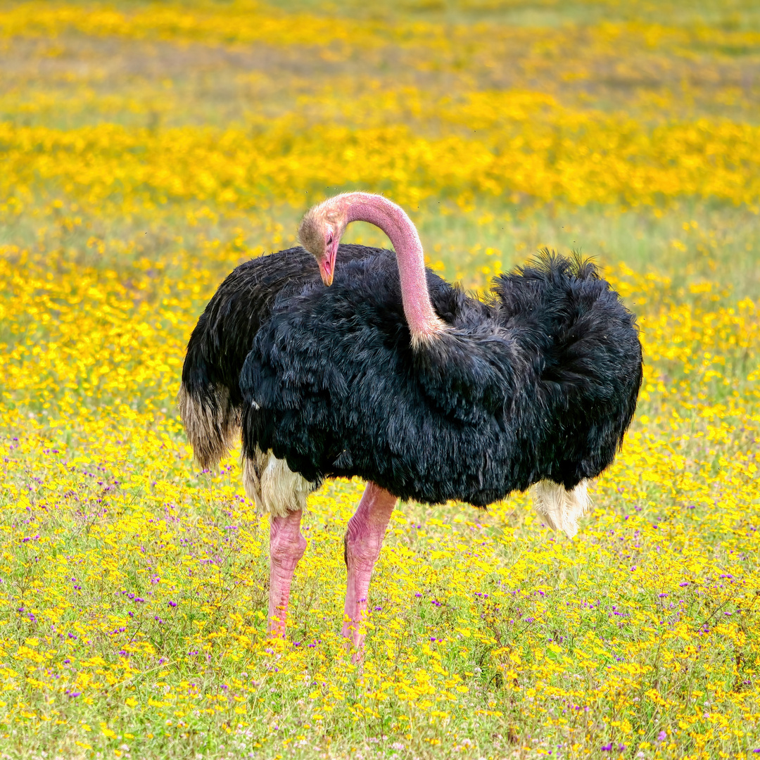 Straußenmännchen im gelben Blumenmeer