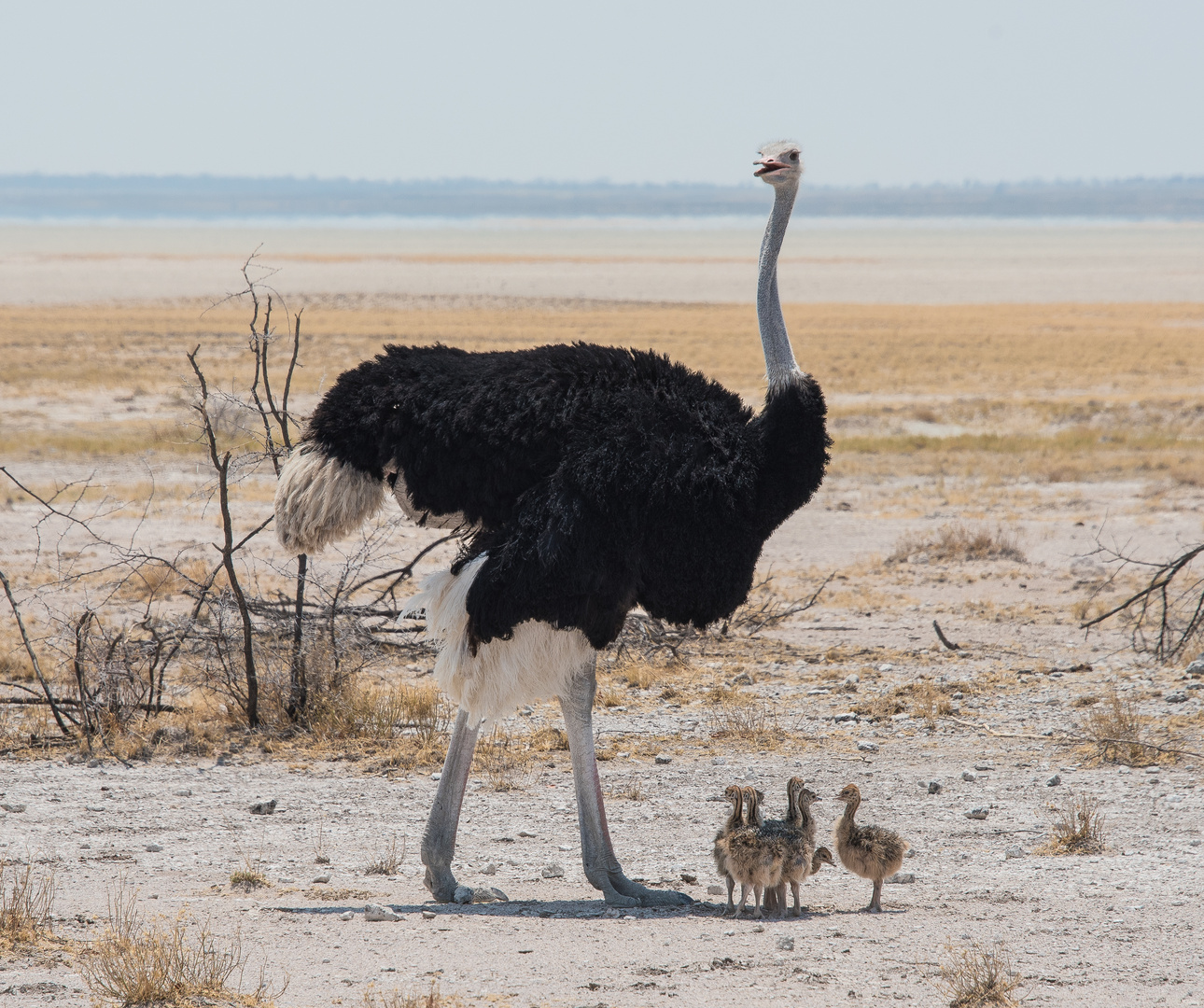 Straussennachwuchs in Namibia