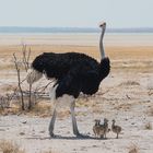 Straussennachwuchs in Namibia