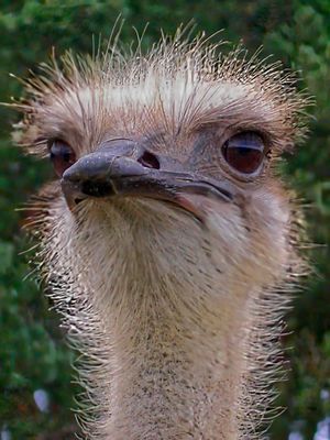 Straußenportrait 1