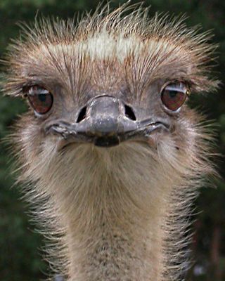 Straußenportrait 2
