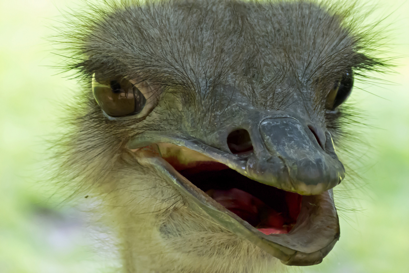 Straußenportrait aus dem Krefelder Zoo