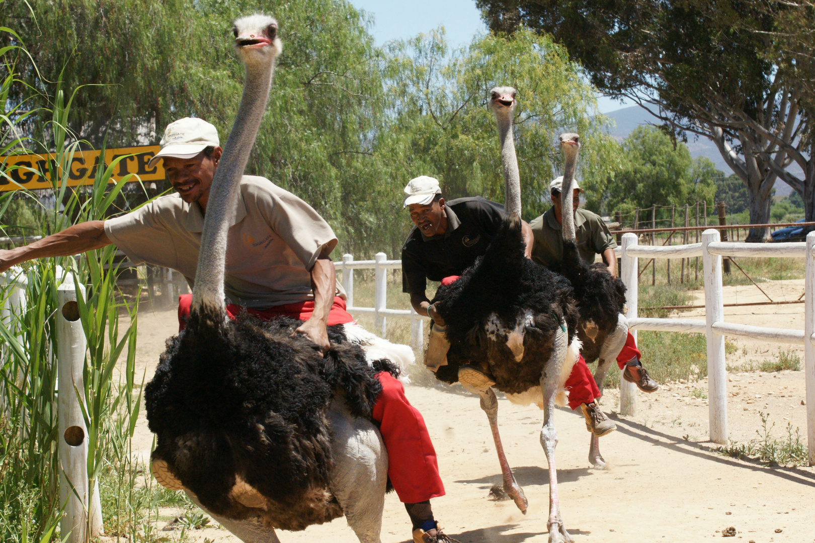 Straußenrennen in Süd-Afrika