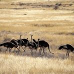 Straussenvoegel Namibia c50d-1678-col +72 ReiseFotos