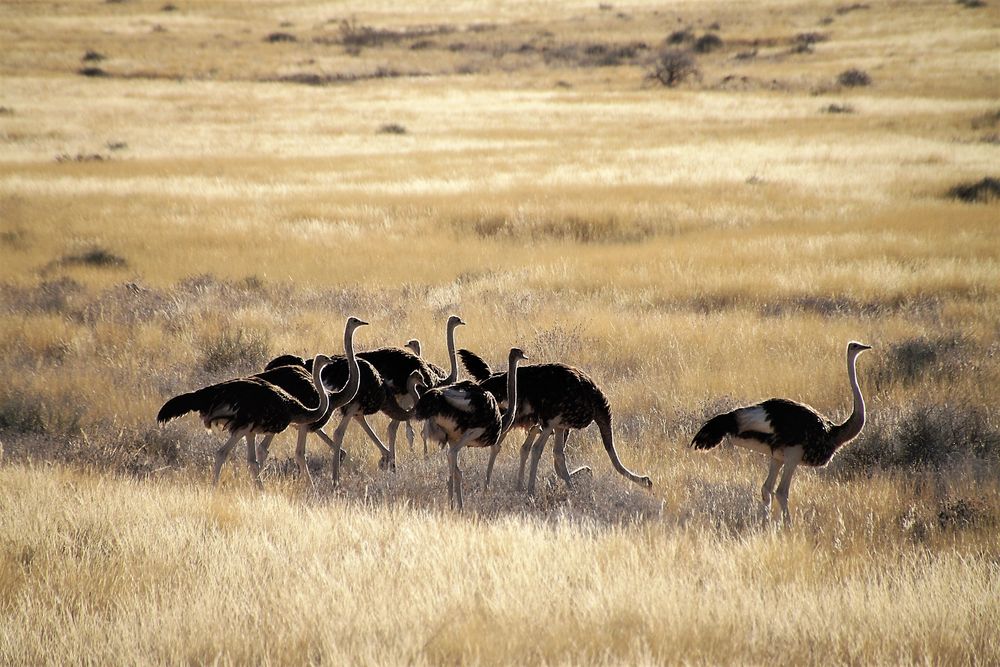 Straussenvoegel Namibia c50d-1678-col +72 ReiseFotos