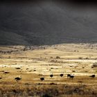 Straussenvögel Savanne Namibis c21-1682-col +8Fotos