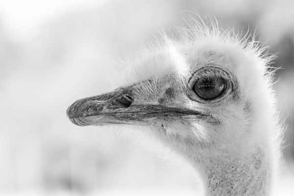 Straußkopf schwarz weiß
