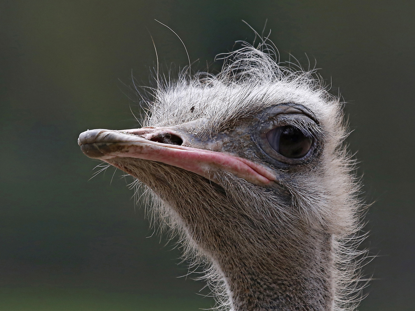 Straußportrait