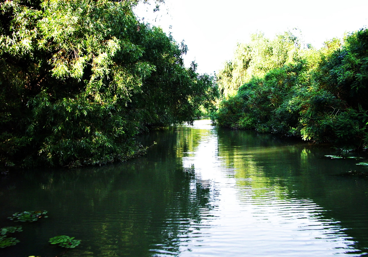 strauss's danube delta