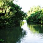 strauss's danube delta