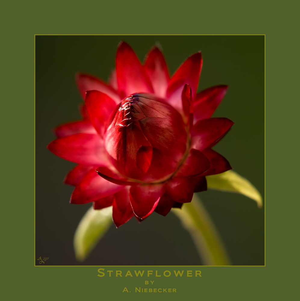 Straw Flower V