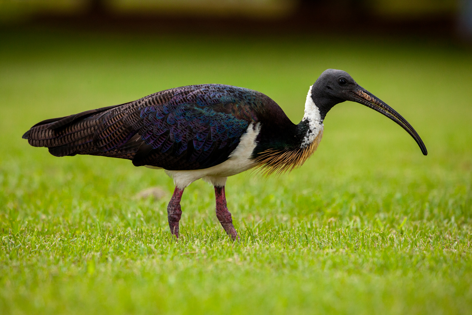 Straw-necked Ibis