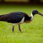 Straw-necked Ibis