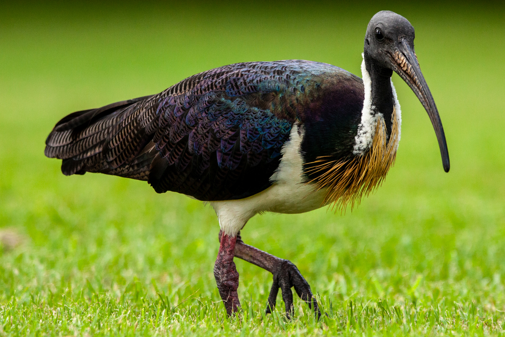 Straw-necked Ibis