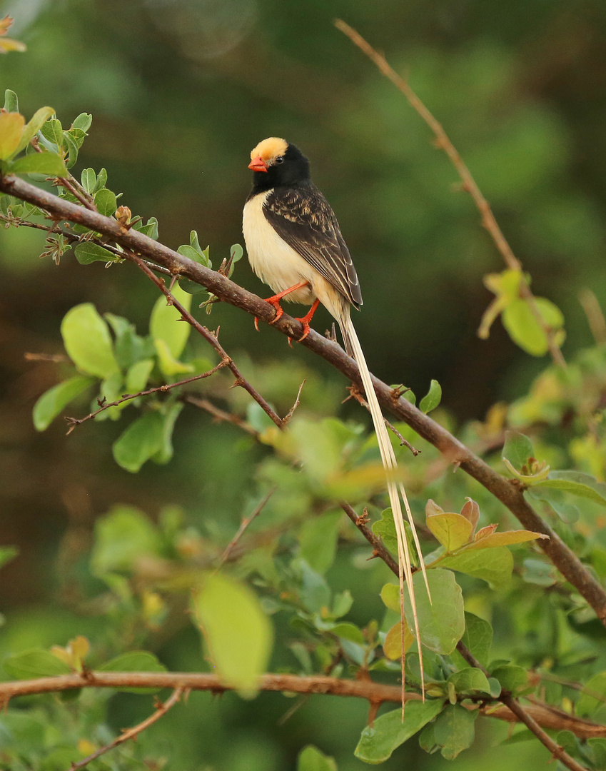 Straw-tailed Whydah (Vidua fischeri)