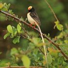 Straw-tailed Whydah (Vidua fischeri)