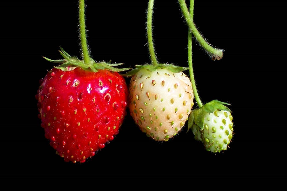 ***Strawberries***