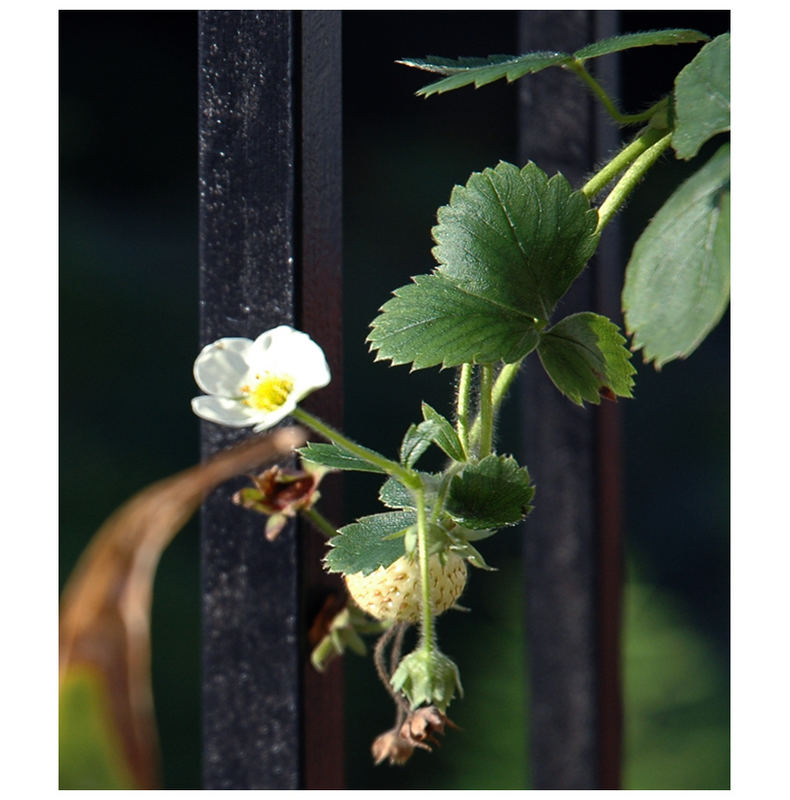 strawberries in september