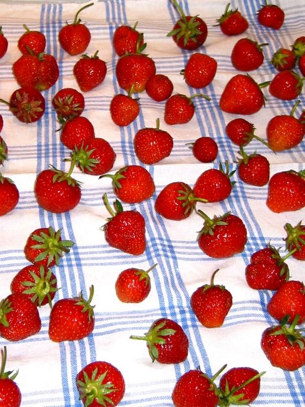 Strawberries on towel