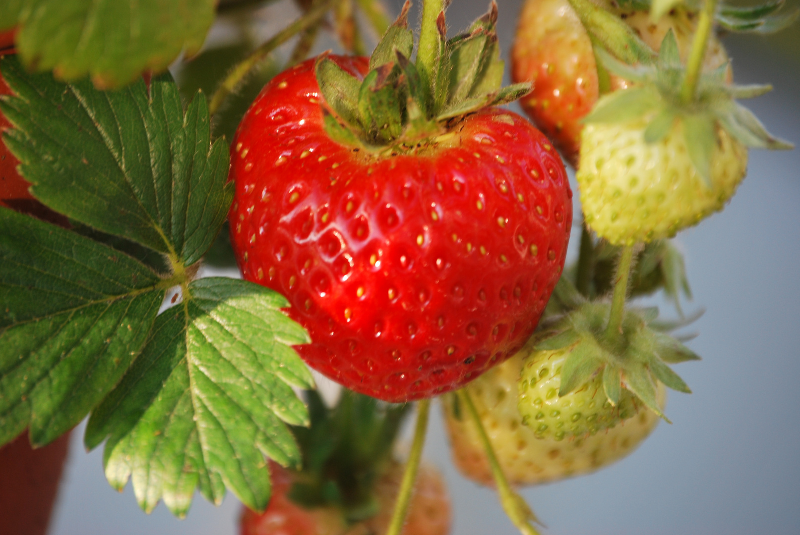 Strawberries ripening
