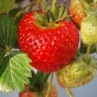 Strawberries ripening