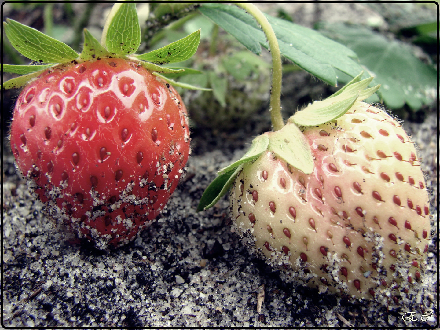 Strawberry