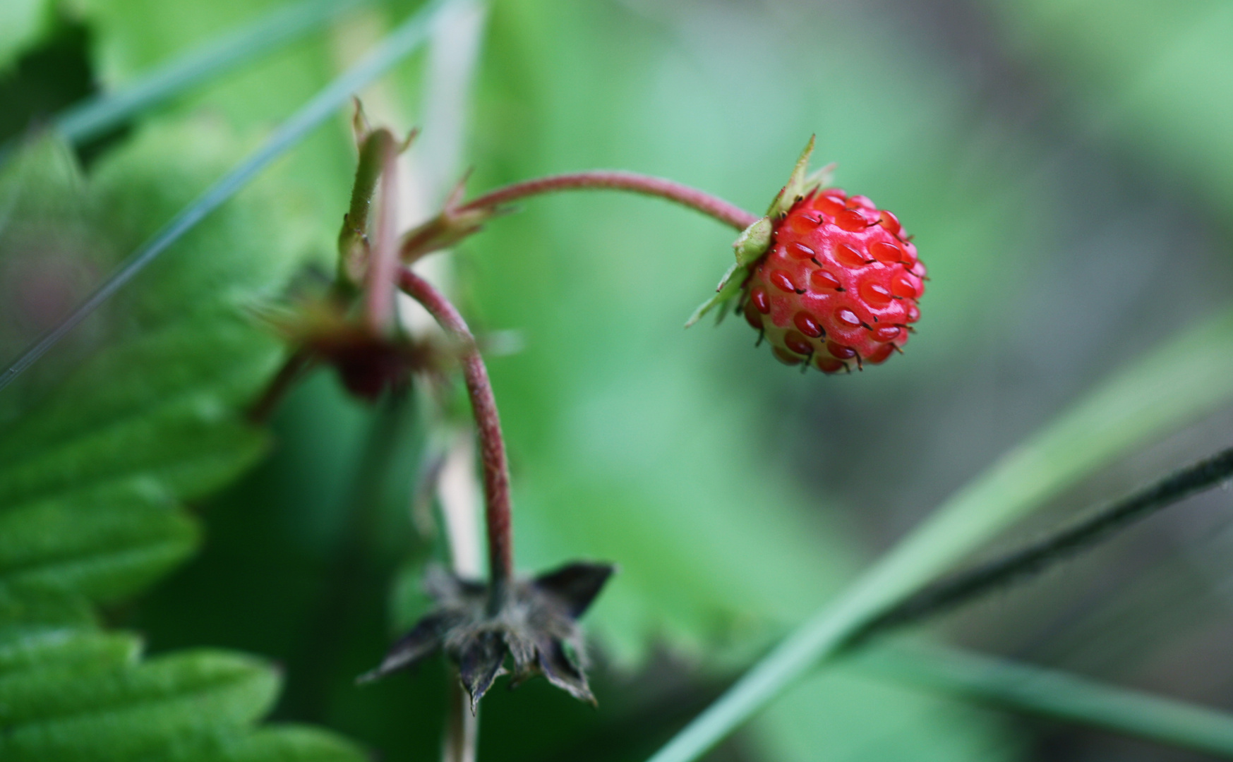 strawberry