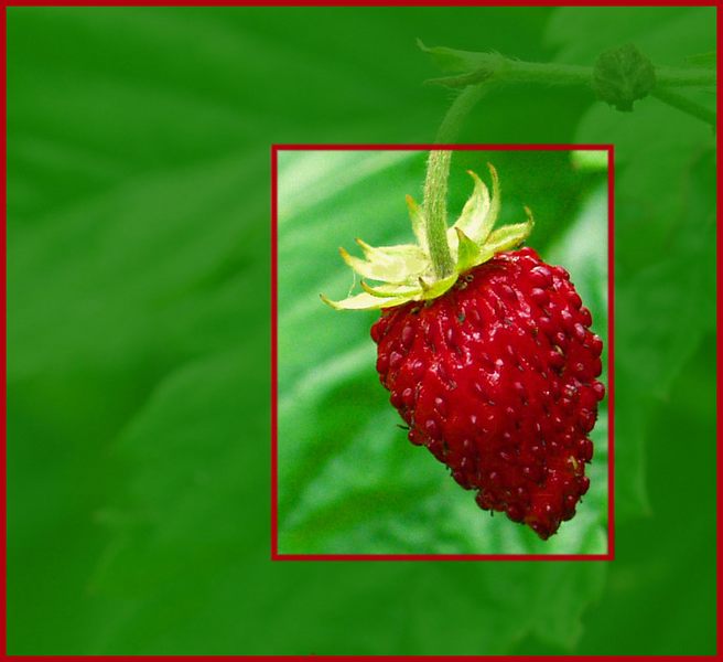 strawberry