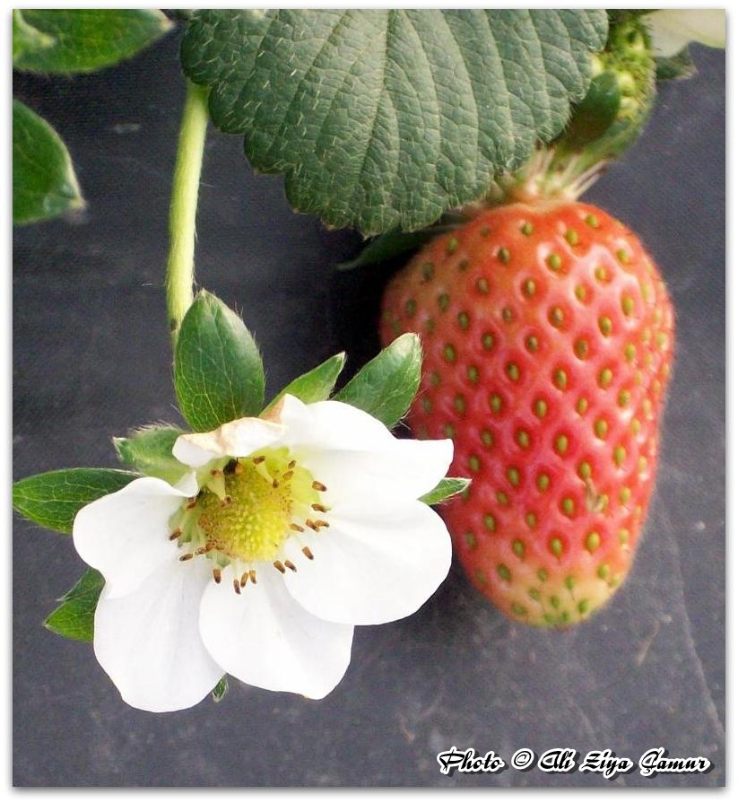 Strawberry and Flower