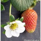 Strawberry and Flower