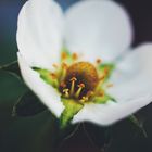 Strawberry Blossom