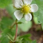 Strawberry blossom