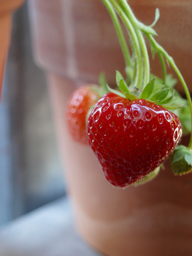 Strawberry Daiquiri