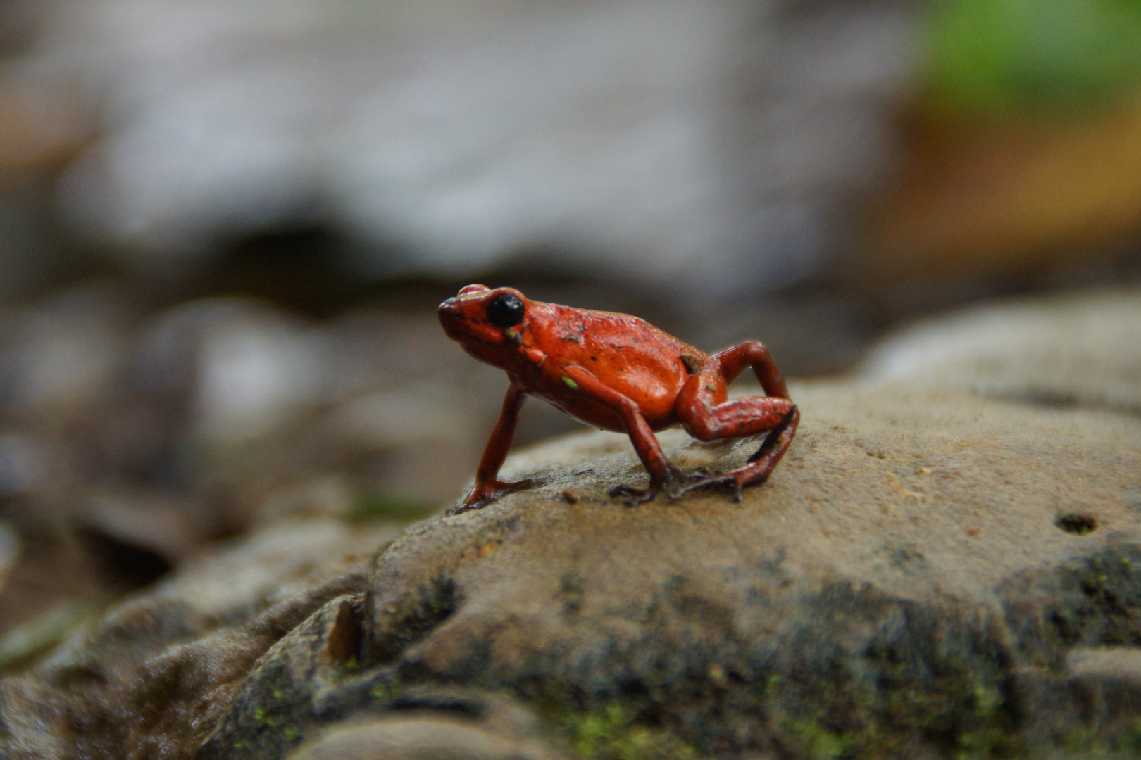 Strawberry Dart Frog