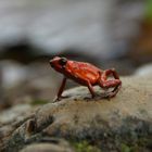 Strawberry Dart Frog