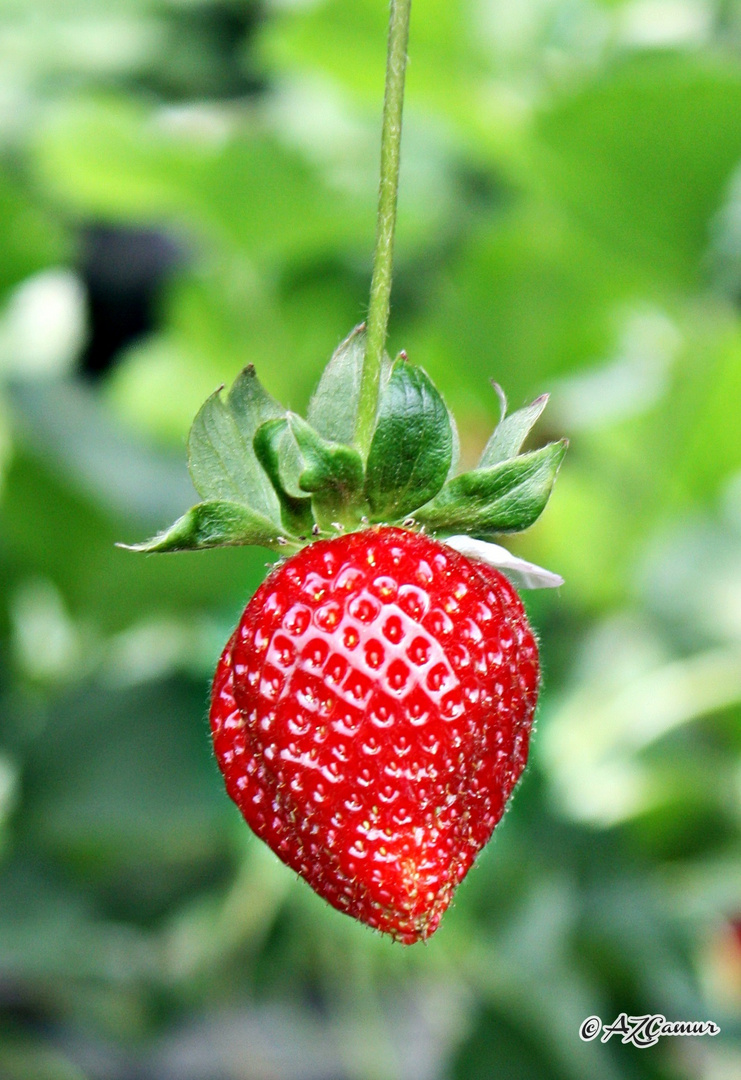 Strawberry  