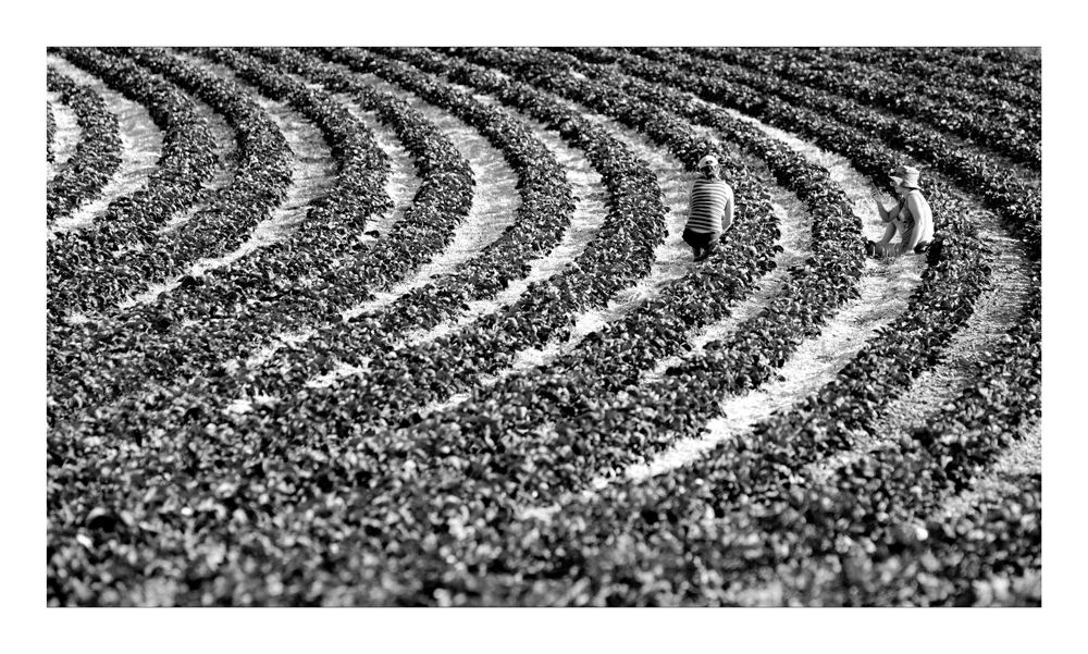 strawberry field.