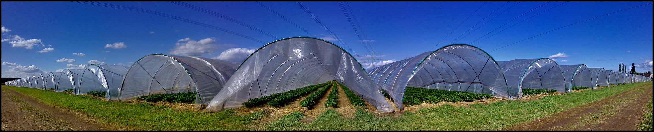 strawberry fields