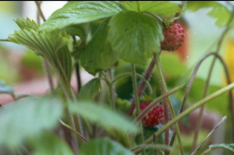 strawberry fields forever