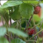 strawberry fields forever