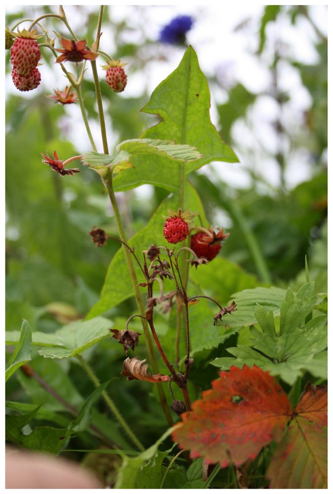 Strawberry Fields Forever...