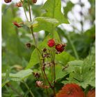 Strawberry Fields Forever...