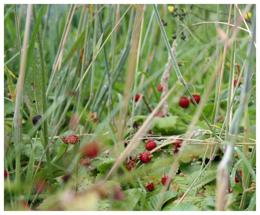 Strawberry Fields Forever ... II