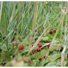 Strawberry Fields Forever ... II