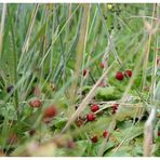 Strawberry Fields Forever ... II