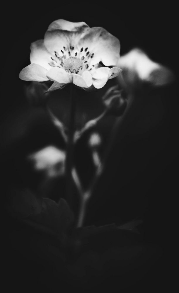 strawberry flower / black & white - iPhone background