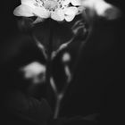 strawberry flower / black & white - iPhone background