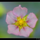 Strawberry Flower