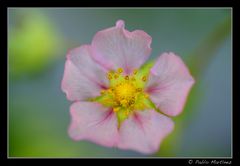 Strawberry Flower